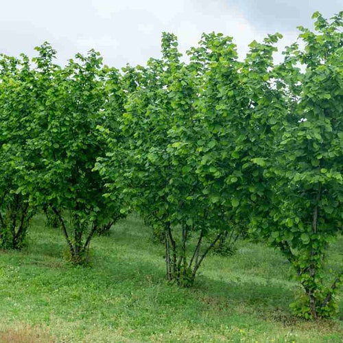 Hazelnut Ennis - Ladybird Nursery