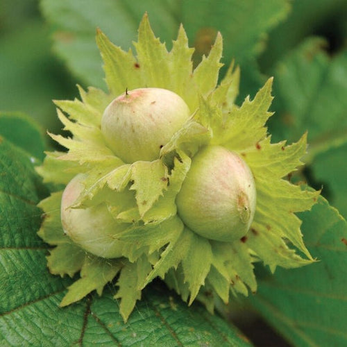 Hazelnut Ennis - Ladybird Nursery