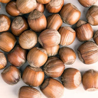 Hazelnut Ennis - Ladybird Nursery