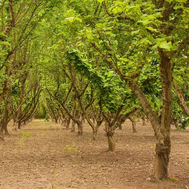 Hazelnut Halls Giant