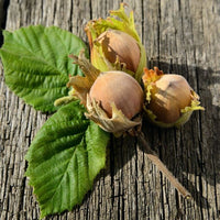 Hazelnut Halls Giant - Ladybird Nursery