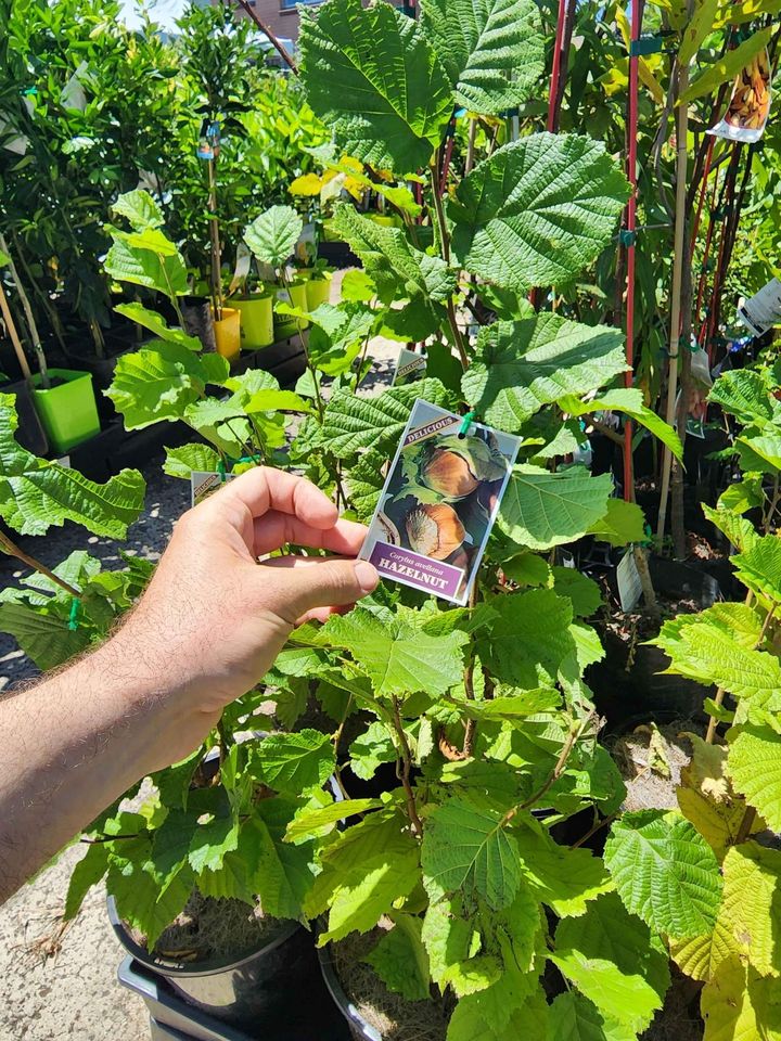Hazelnut - Ladybird Nursery