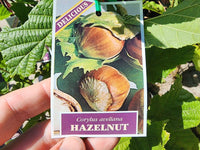 Hazelnut
