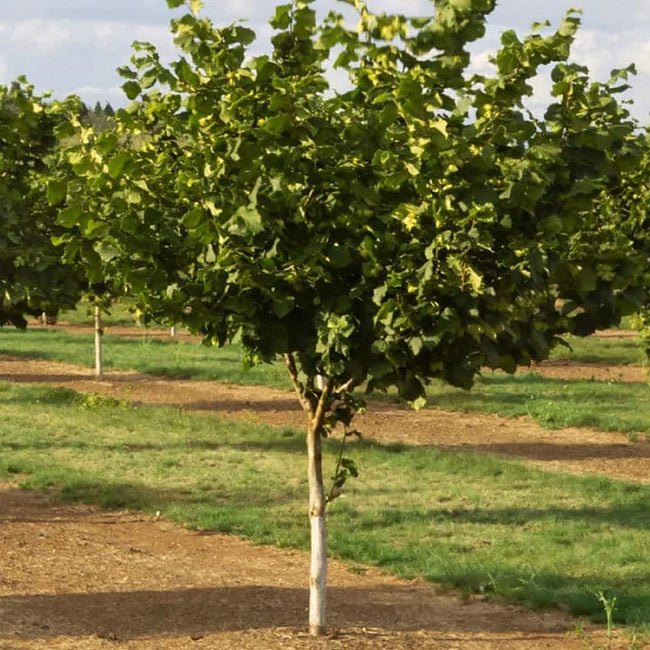 Hazelnut Red Aveline - Ladybird Nursery