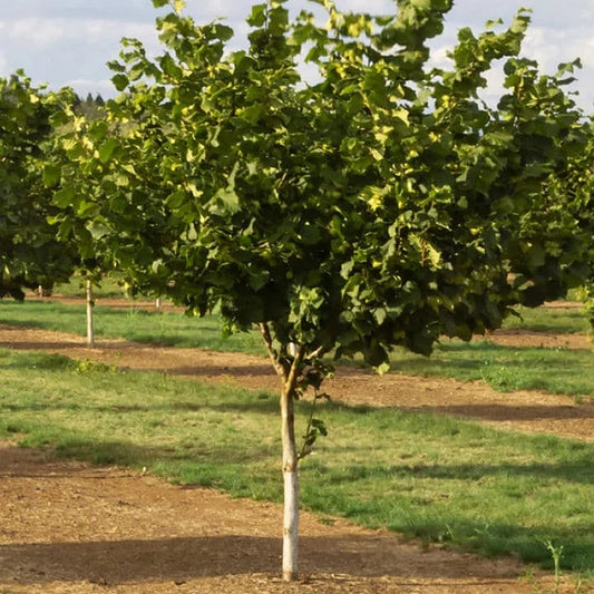 Hazelnut Red Aveline