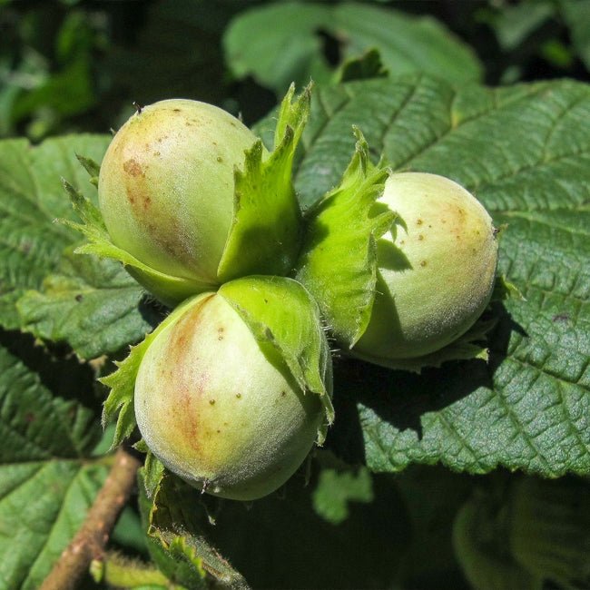 Hazelnut Red Aveline - Ladybird Nursery