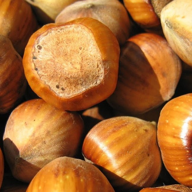 Hazelnut Red Aveline - Ladybird Nursery