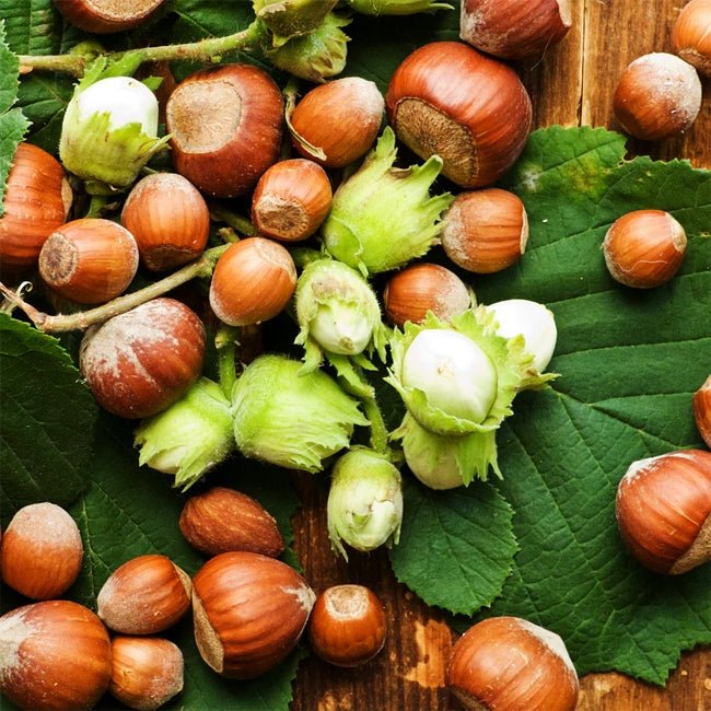 Hazelnut Turkish Cosford - Ladybird Nursery