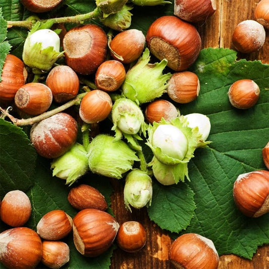 Hazelnut Turkish Cosford - Ladybird Nursery