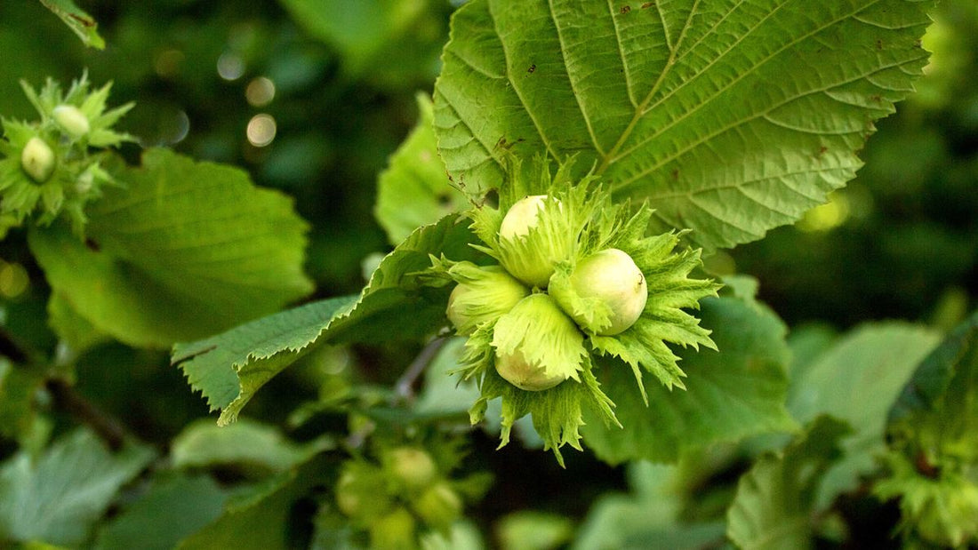 Hazelnut - Lambert - Ladybird Nursery