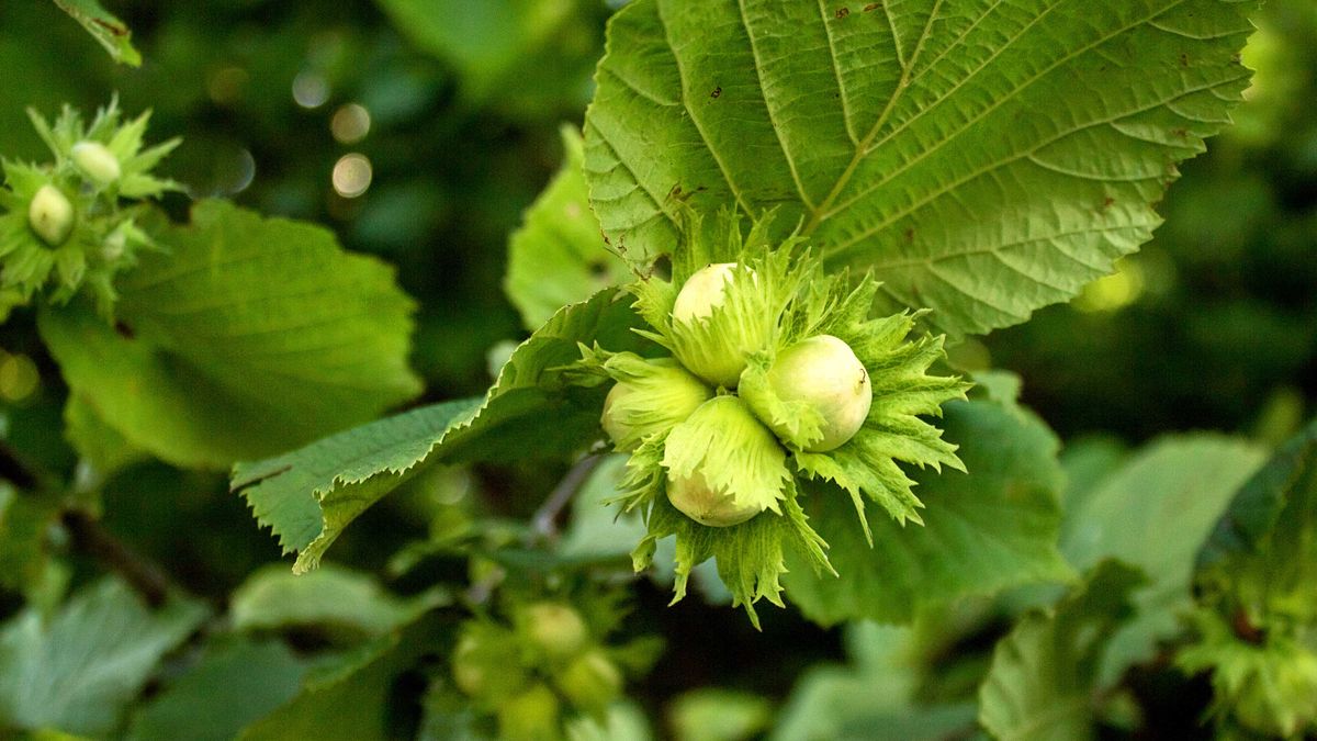 American White' Hazelnut