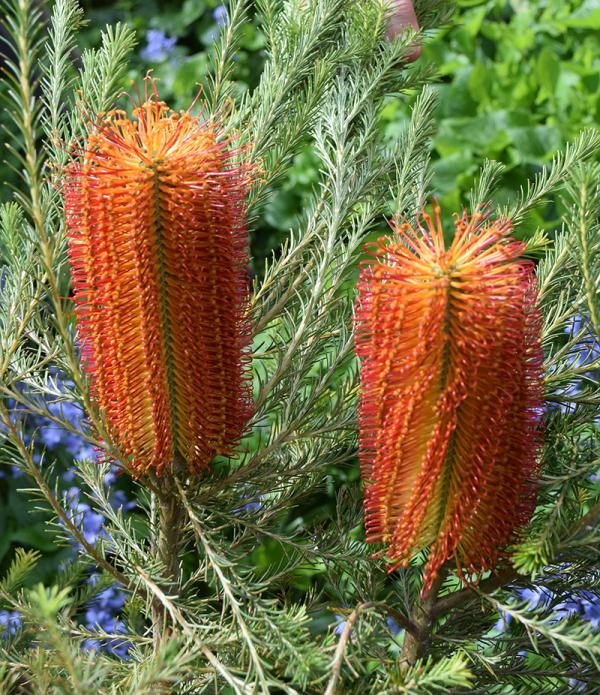 Heath-leaved Banksia (Banksia ericifolia)