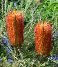 Heath-leaved Banksia (Banksia ericifolia)
