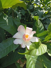 Heaven Lotus (Gustavia superba)