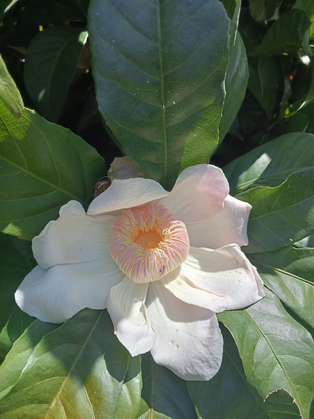 Heaven Lotus (Gustavia superba)