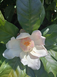 Heaven Lotus (Gustavia superba)