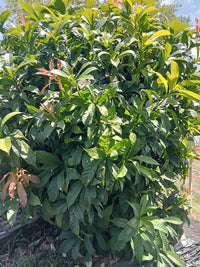 Heaven Lotus (Gustavia superba)