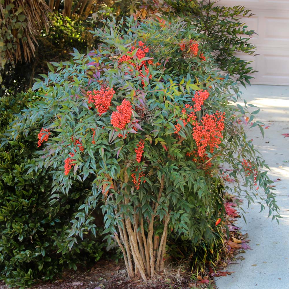 Heavenly Bamboo (Nandina domestica) - Ladybird Nursery