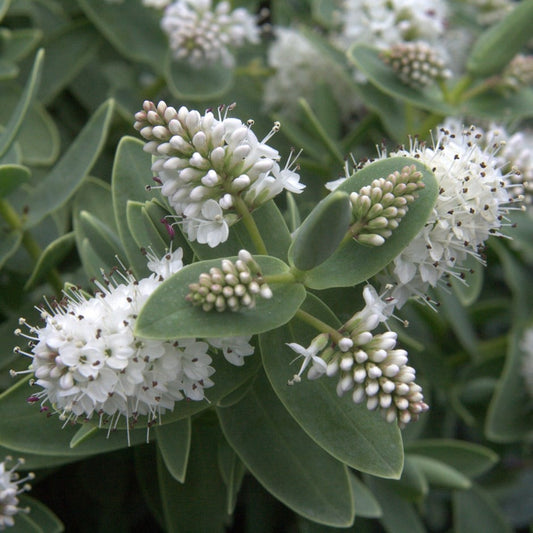 Hebe (Hebe albicans)