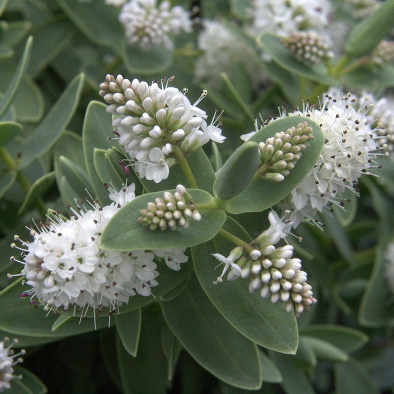 Hebe (Hebe albicans)