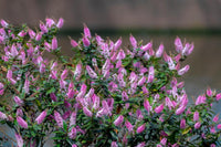 Hebe 'Marie Antoinette'