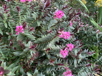 Hebe Pretty n Pink - Ladybird Nursery