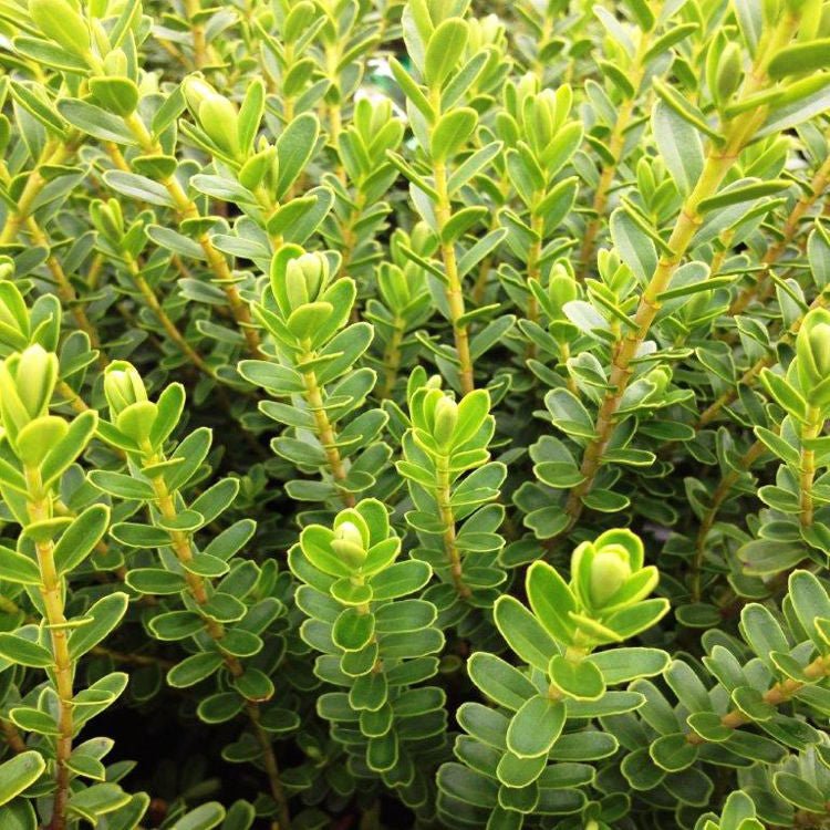 Hebe Wiri Cloud - Ladybird Nursery