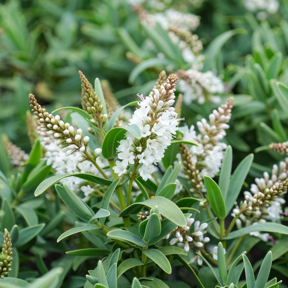 Hebe (Hebe albicans)