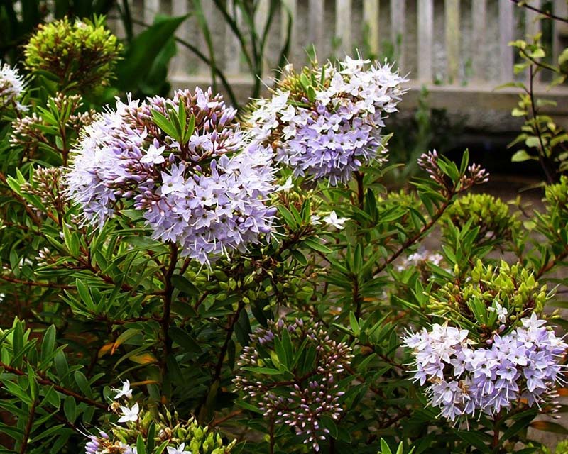 Hebe Lavender Lass - Ladybird Nursery