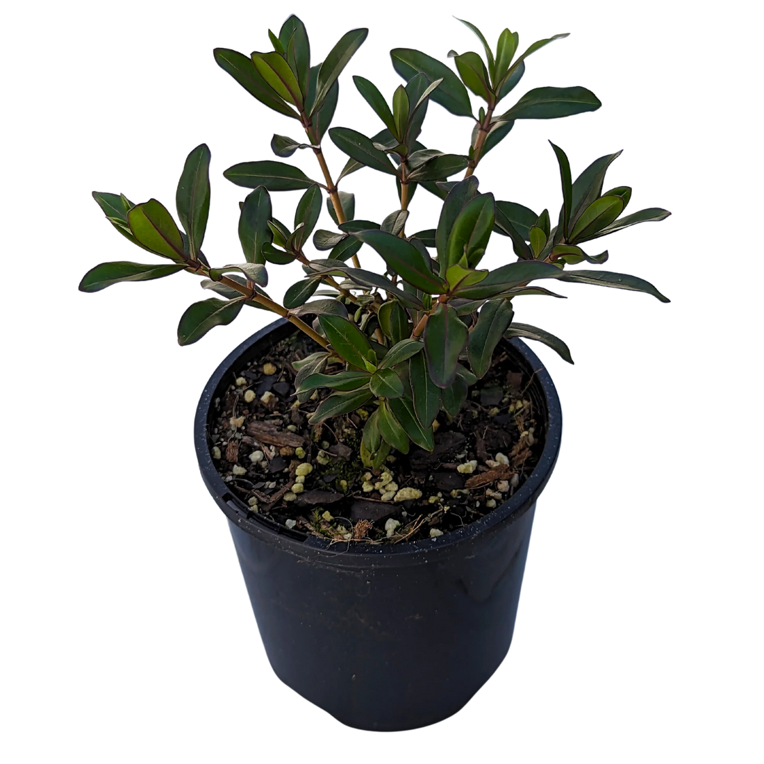 Hebe Black Satin - Ladybird Nursery