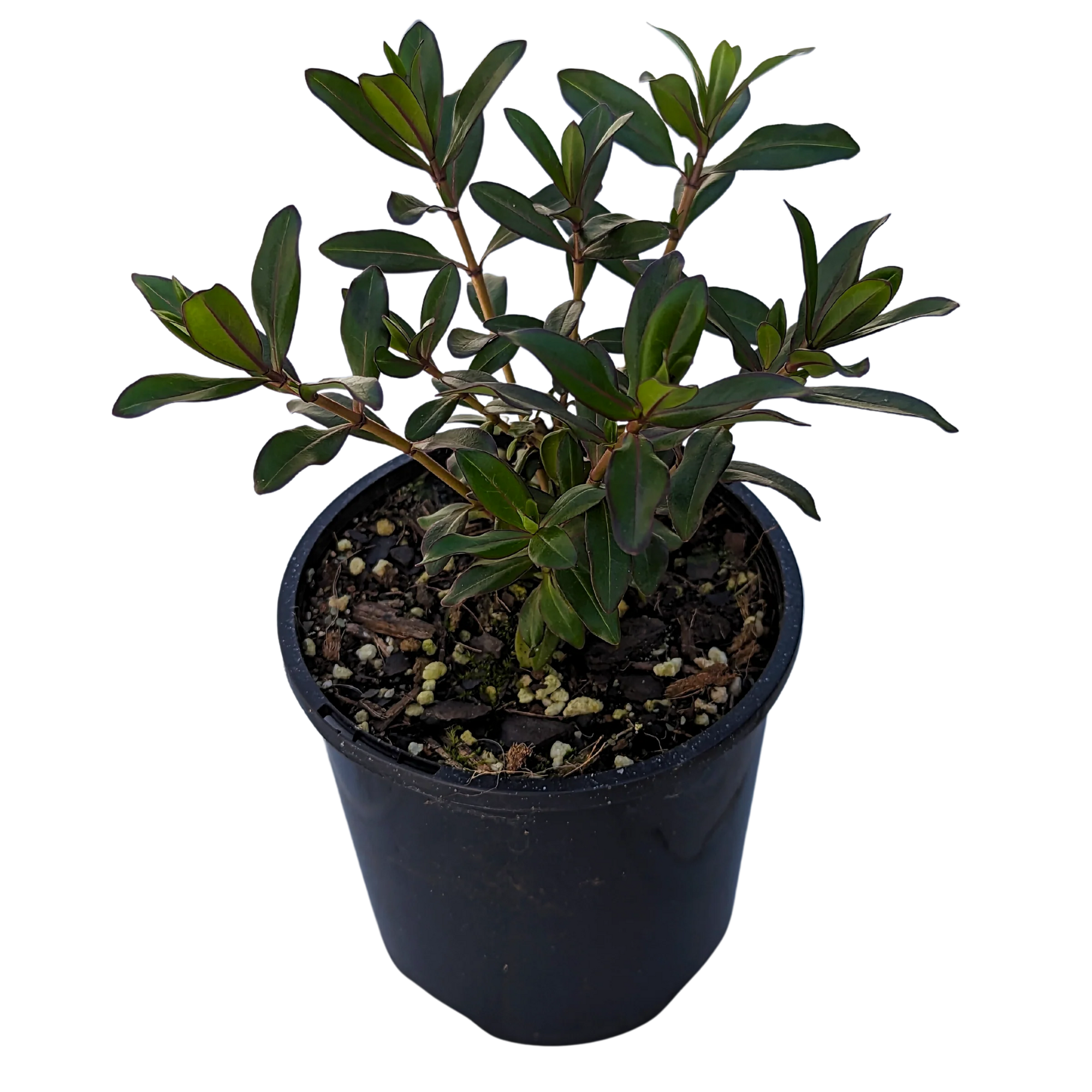 Hebe Black Satin - Ladybird Nursery