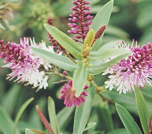 Hebe 'Marie Antoinette'