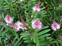 Hebe 'Marie Antoinette'