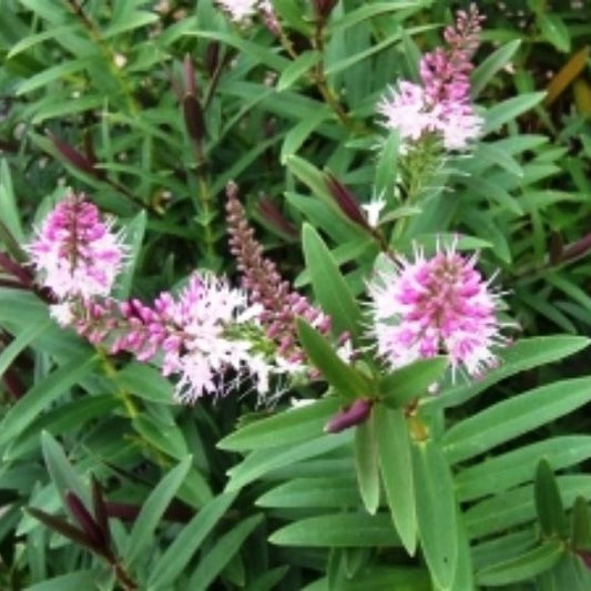 Hebe 'Marie Antoinette' - Ladybird Nursery