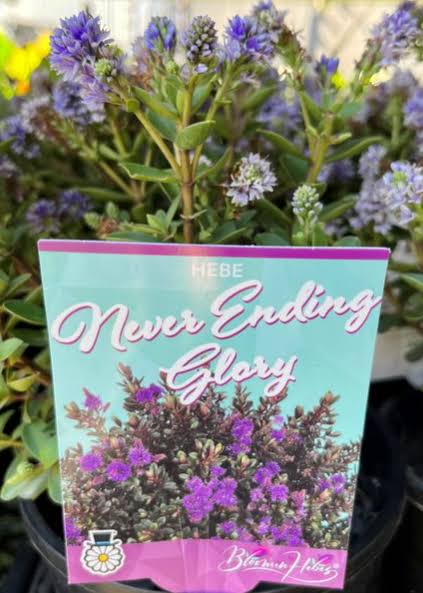 Hebe ‘Never Ending Glory’