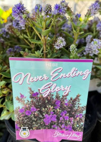 Hebe ‘Never Ending Glory’