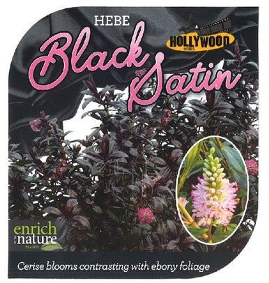 Hebe 'Black Satin' - Ladybird Nursery