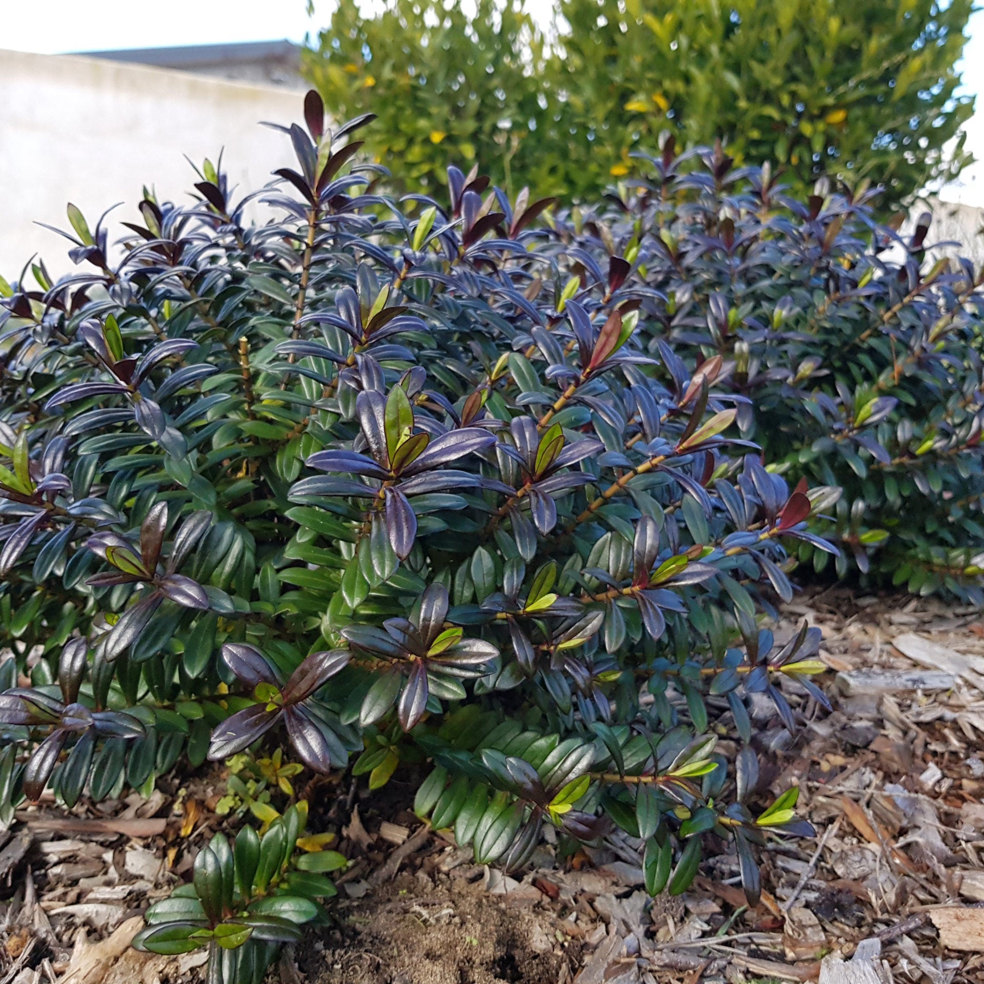 Hebe 'Black Satin' - Ladybird Nursery