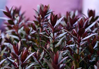 Hebe Chocolate Box 'Strawberry Cream' - Ladybird Nursery