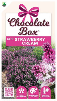 Hebe Chocolate Box 'Strawberry Cream' - Ladybird Nursery