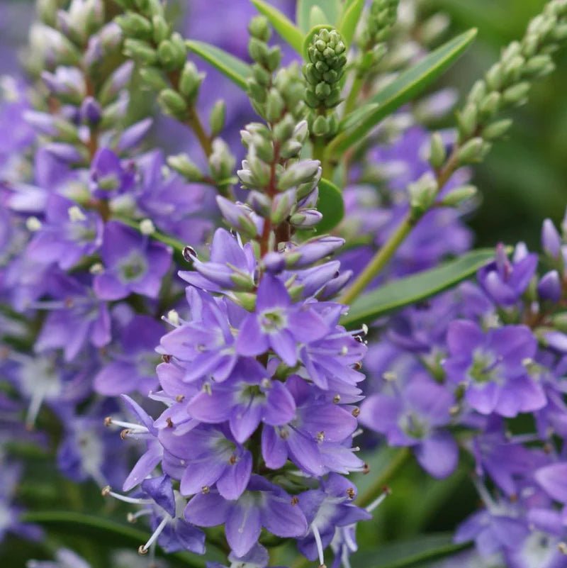 Hebe 'Garden Beauty' - Ladybird Nursery