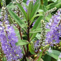 Hebe 'Garden Beauty' - Ladybird Nursery