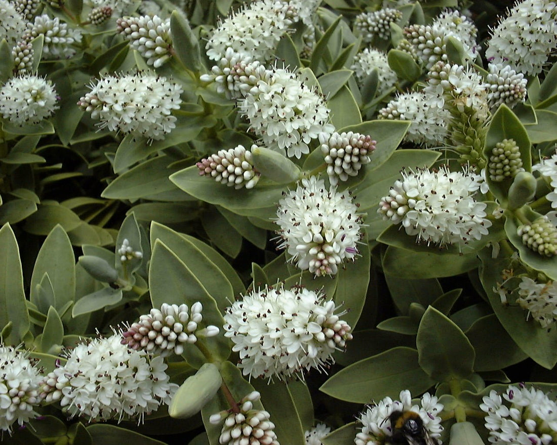 Hebe (Hebe albicans) - Ladybird Nursery