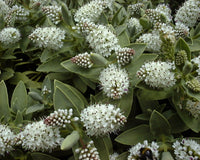 Hebe (Hebe albicans) - Ladybird Nursery