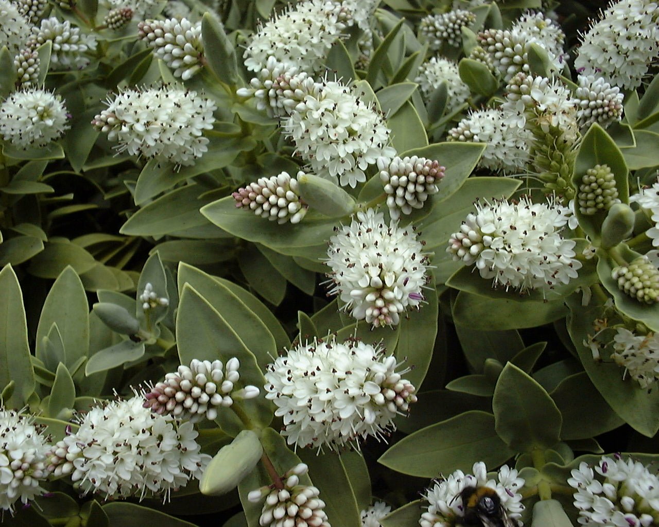 Hebe (Hebe albicans) - Ladybird Nursery