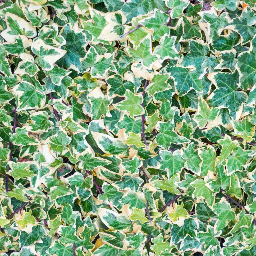 English Ivy Variegata (Hedera helix)