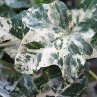 English Ivy Camouflage (Hedera helix)