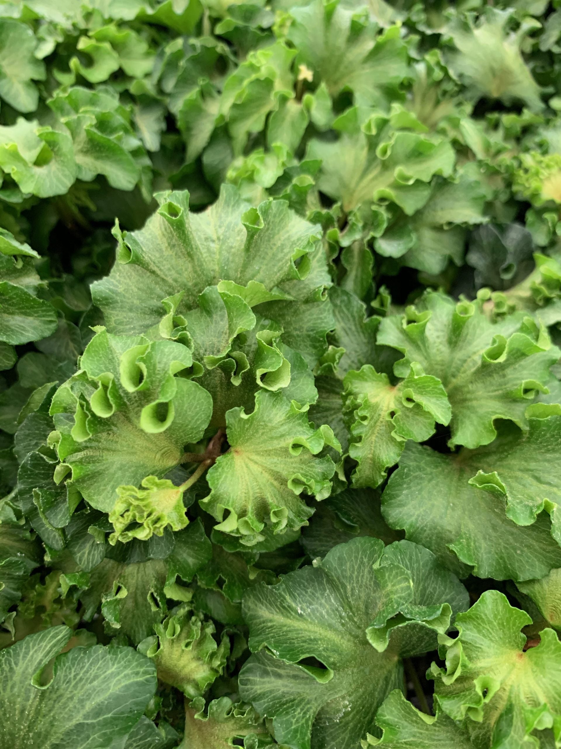English Ivy Parsley Crested (Hedera helix)