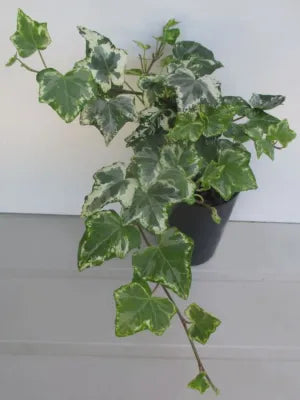 English Ivy Camouflage (Hedera helix)