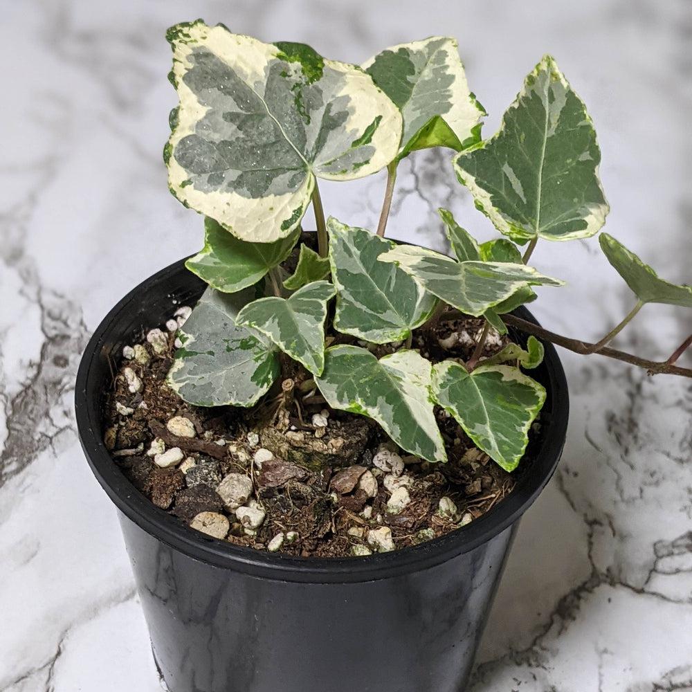 English Ivy Camouflage (Hedera helix)